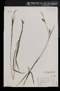 Carex polymorpha image