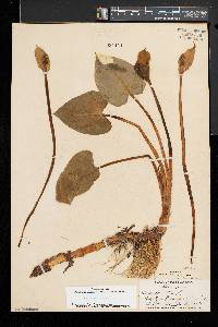 Calla palustris image