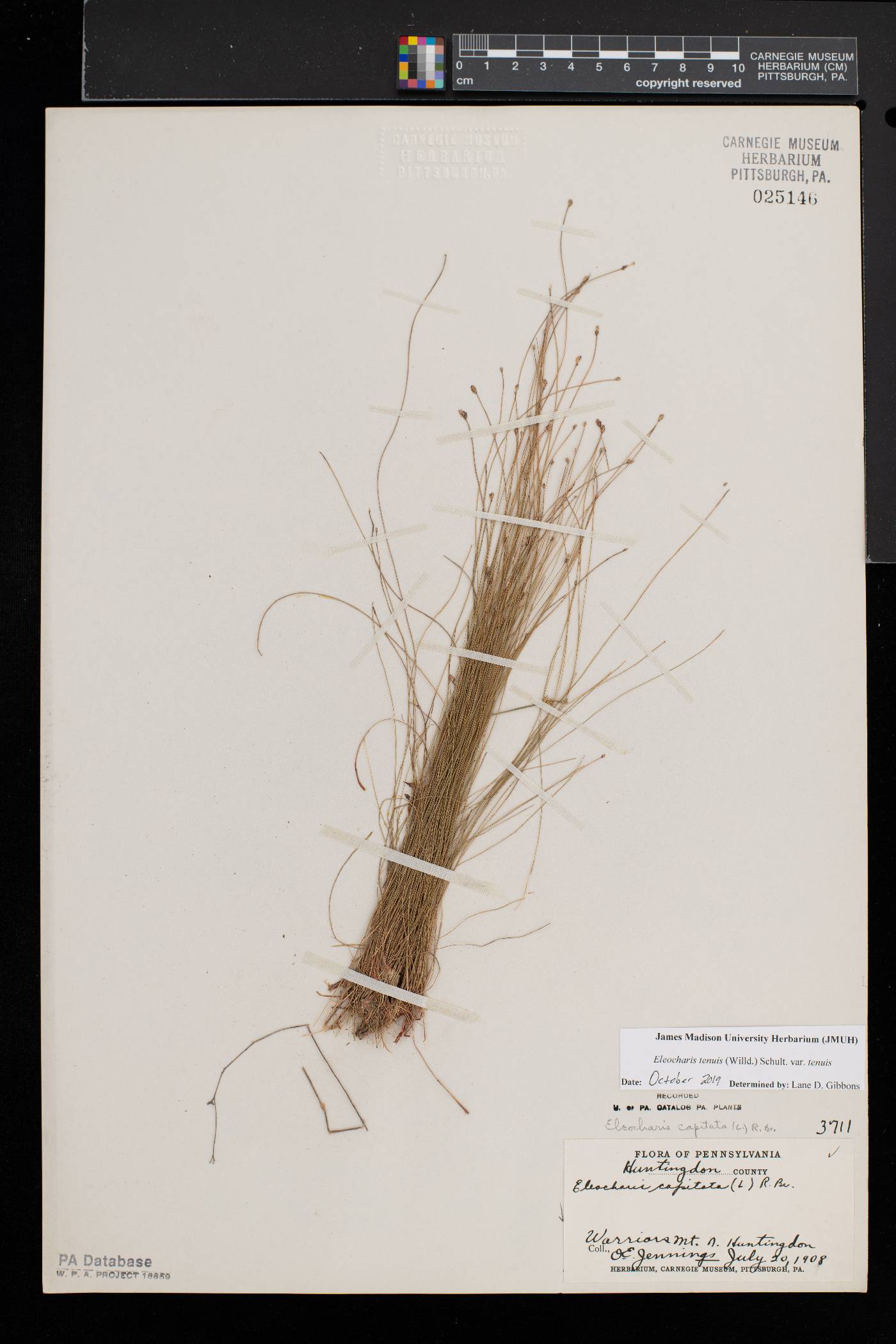 Eleocharis tenuis var. tenuis image