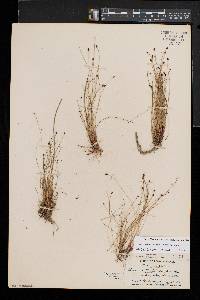 Eleocharis tenuis var. tenuis image