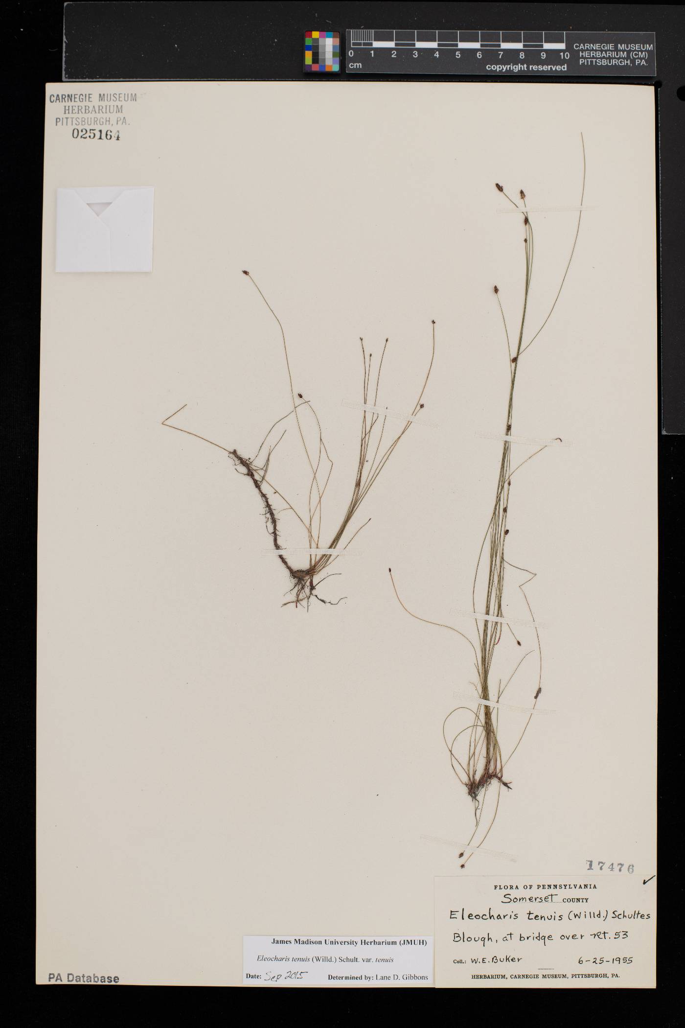 Eleocharis tenuis var. tenuis image