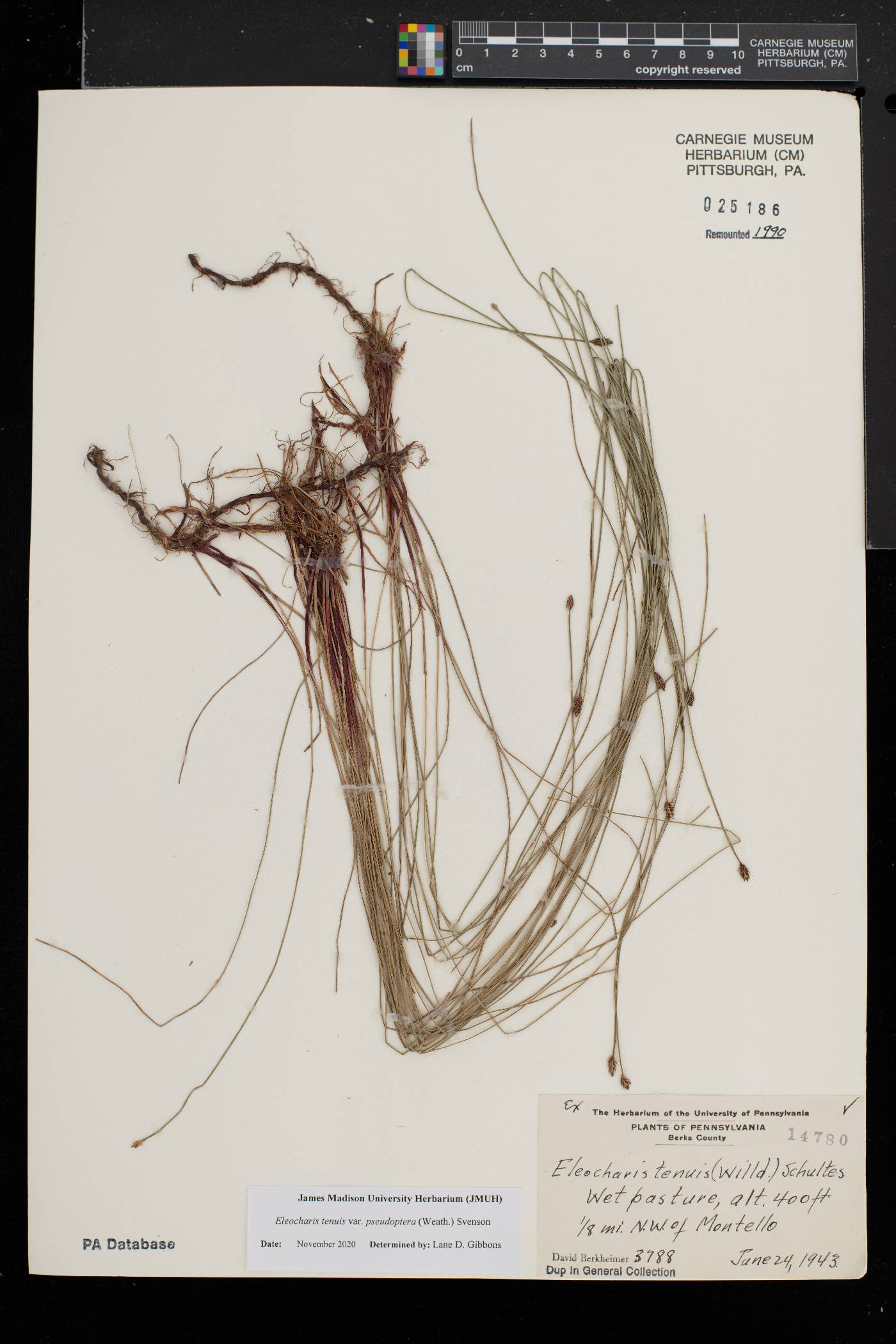 Eleocharis tenuis var. pseudoptera image