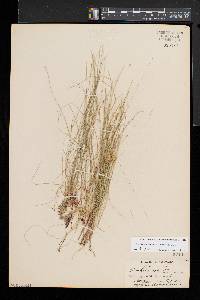 Eleocharis tenuis var. tenuis image