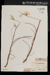 Eriophorum viridicarinatum image