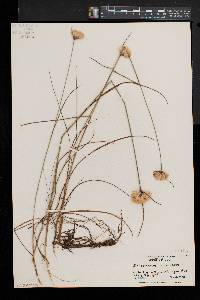 Eriophorum virginicum image