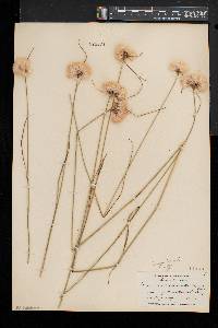 Eriophorum virginicum image