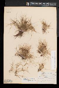 Cyperus subsquarrosus image