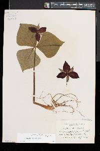 Trillium erectum image