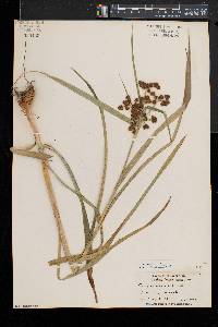 Scirpus hattorianus image