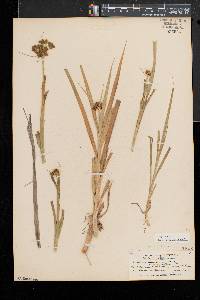 Scirpus hattorianus image