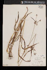 Scirpus hattorianus image