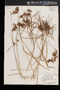 Scirpus pendulus image