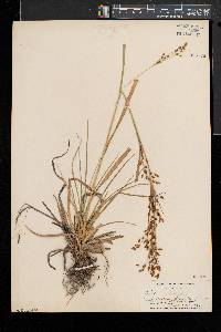 Scirpus pendulus image