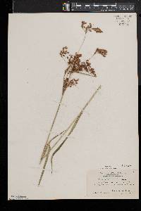 Scirpus pendulus image