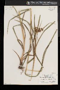 Scirpus polyphyllus image