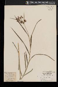 Scirpus polyphyllus image