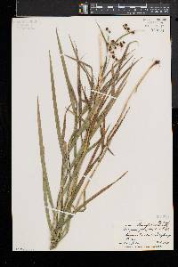 Scirpus polyphyllus image