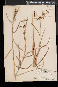 Scirpus polyphyllus image