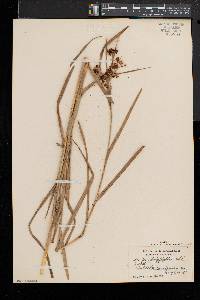 Scirpus polyphyllus image