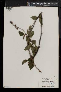 Betula alleghaniensis image