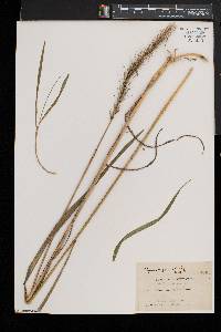 Elymus riparius image