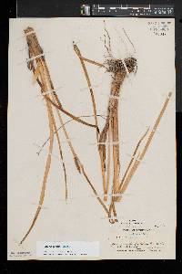 Acorus calamus image