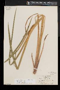 Acorus calamus image