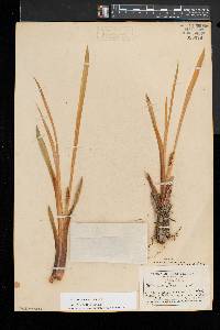 Acorus calamus image