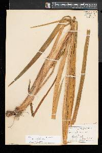 Acorus calamus image