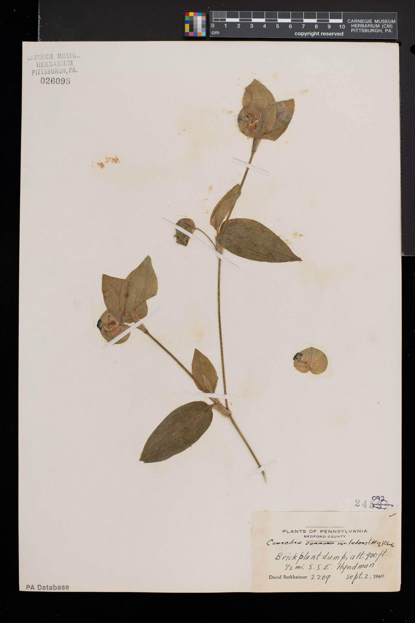 Commelina communis var. ludens image