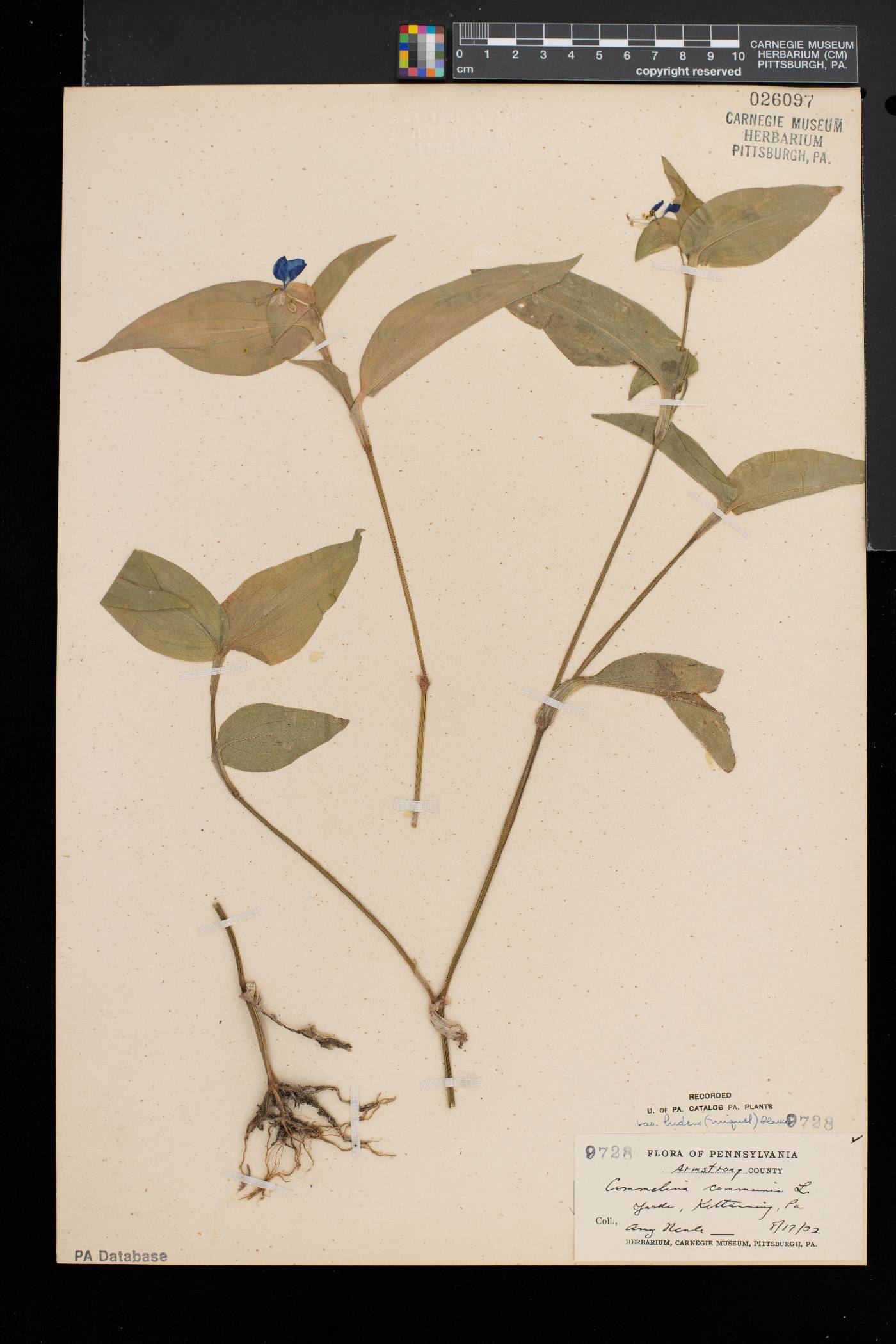 Commelina communis var. ludens image