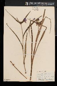 Tradescantia ohiensis image