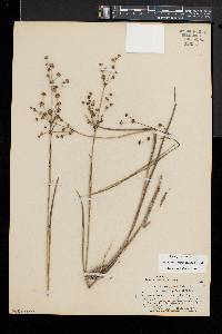 Juncus brevicaudatus image