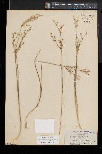 Juncus brevicaudatus image