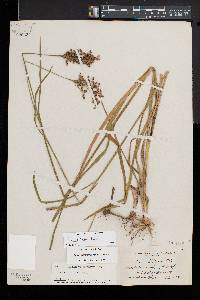 Juncus biflorus image