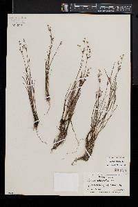 Juncus articulatus image