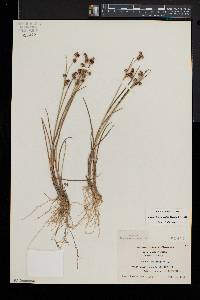 Juncus brevicaudatus image