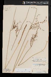 Juncus balticus subsp. balticus image