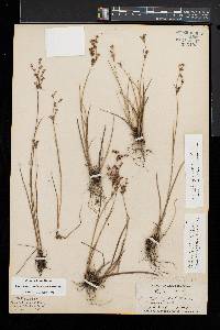 Juncus brachycephalus image