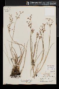 Juncus articulatus image