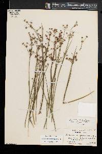 Juncus brevicaudatus image