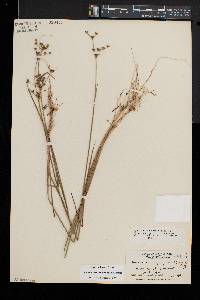 Juncus brevicaudatus image