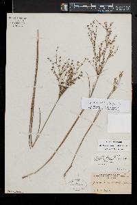 Juncus brevicaudatus image