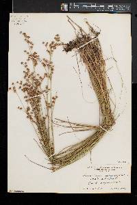 Juncus brevicaudatus image