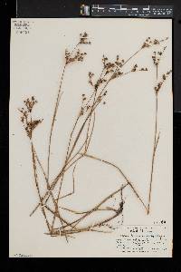 Juncus brevicaudatus image