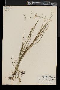 Juncus brevicaudatus image