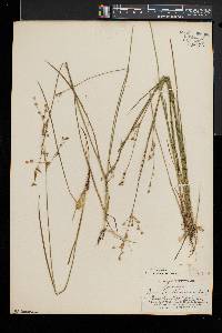 Juncus brevicaudatus image