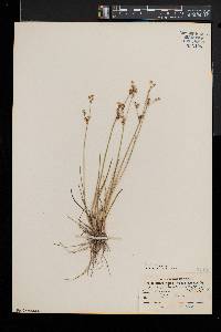 Juncus brevicaudatus image