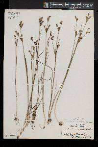 Juncus brevicaudatus image