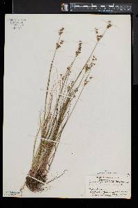 Juncus brevicaudatus image